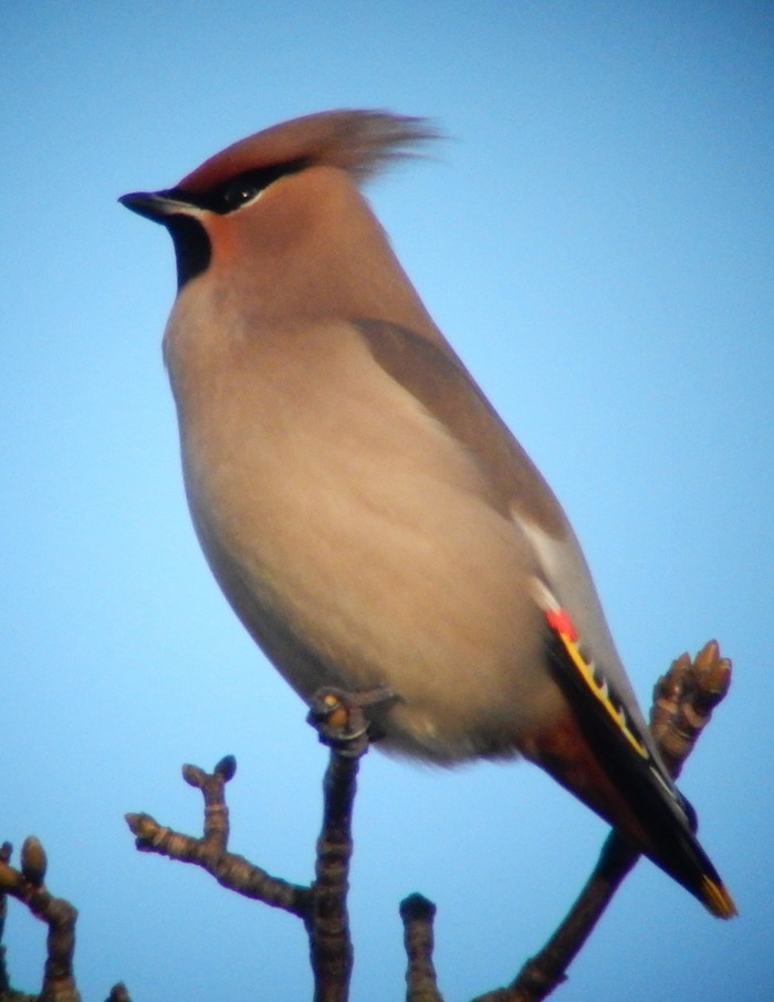 Waxwing