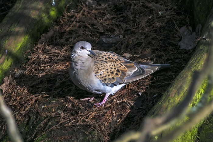 Turtle Dove