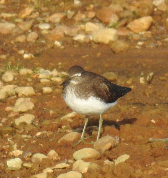 Green Sandpiper