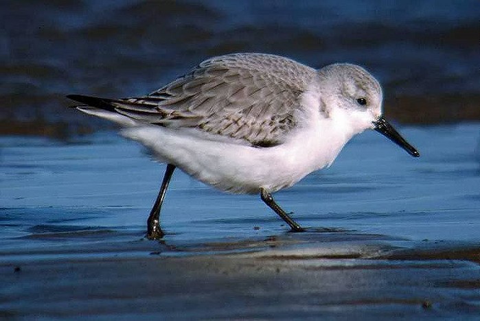 Sanderling