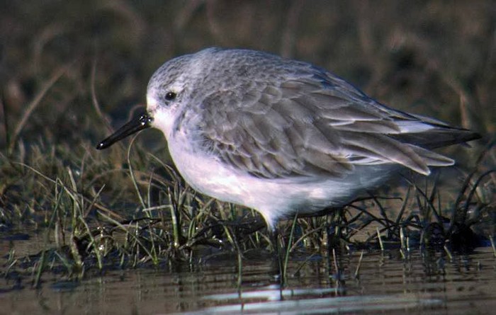 Sanderling