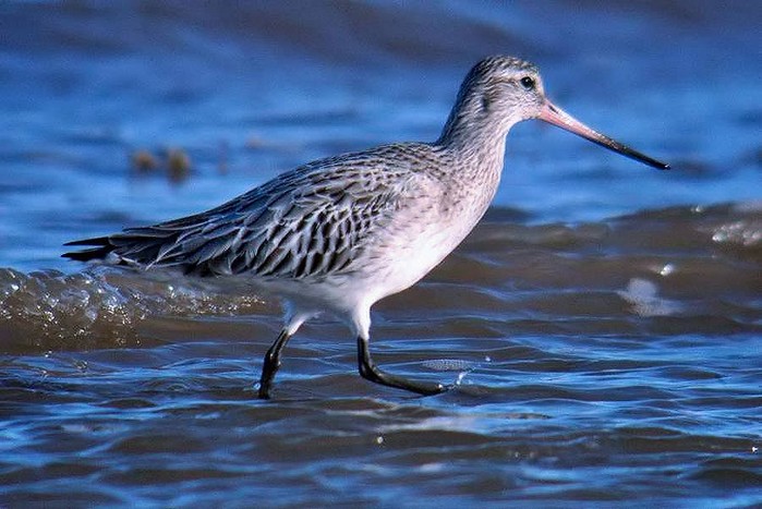 Bar-tailed Godwit