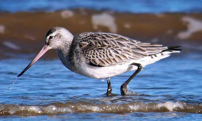 Bar-tailed Godwit