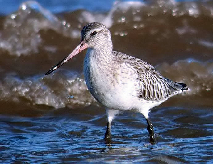 Bar-tailed Godwit