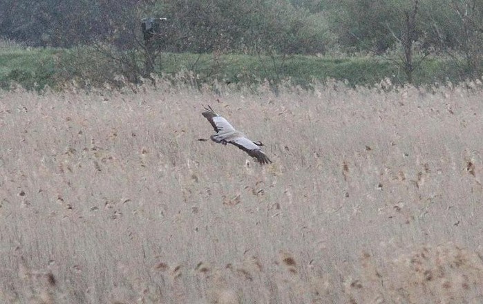 Common Crane
