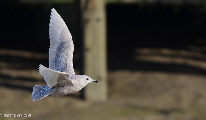 Iceland Gull