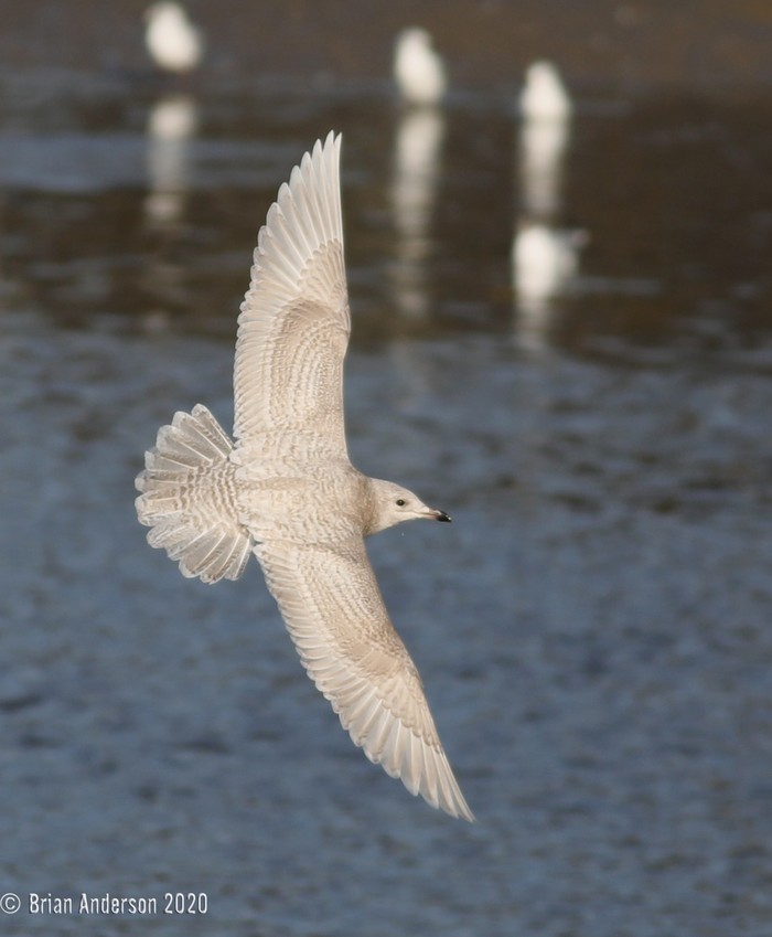 Iceland Gull
