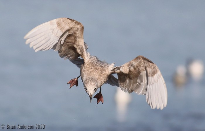 Iceland Gull