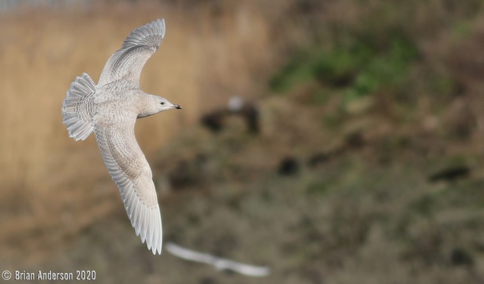 Iceland Gull