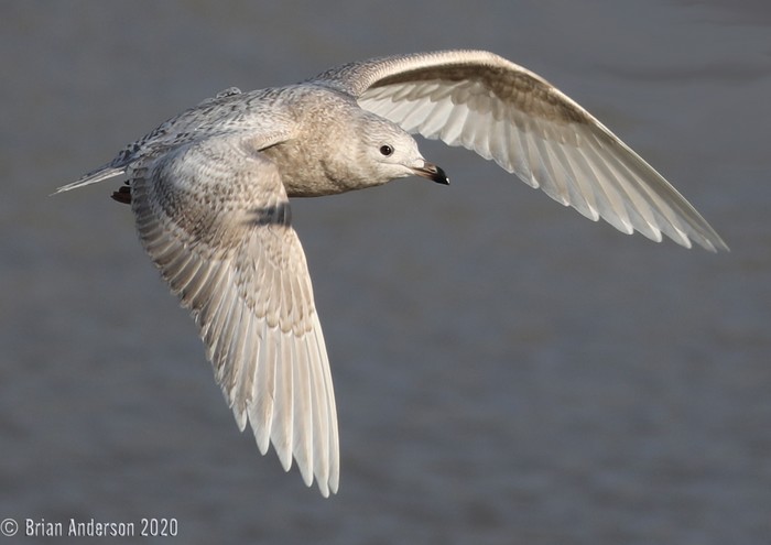 Iceland Gull