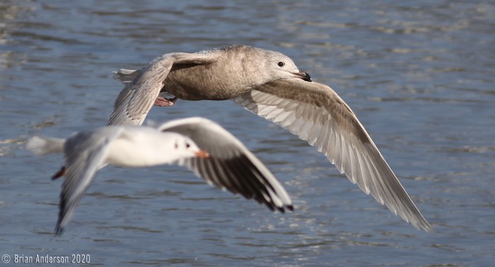 Iceland Gull