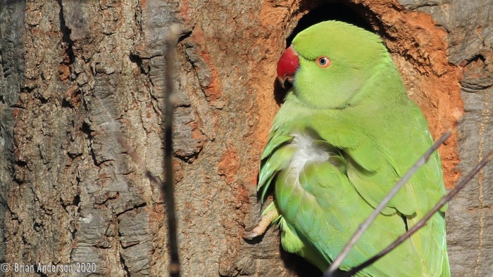 Ring-necked Parakeet