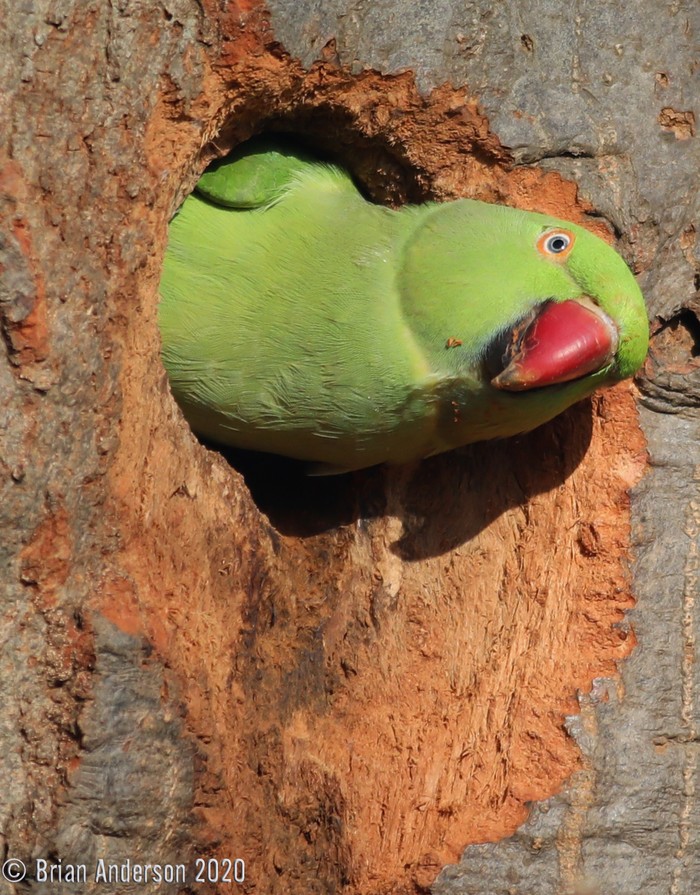 Ring-necked Parakeet