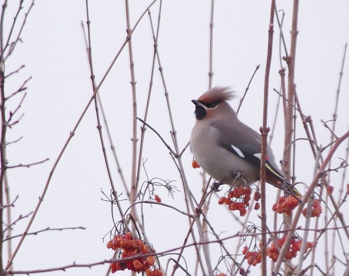 Waxwing