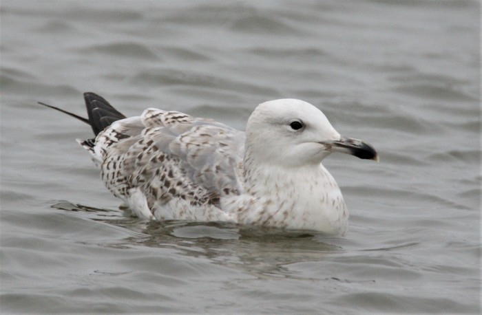 Caspian Gull