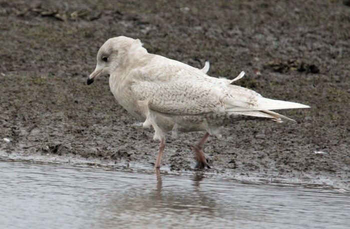 Iceland Gull