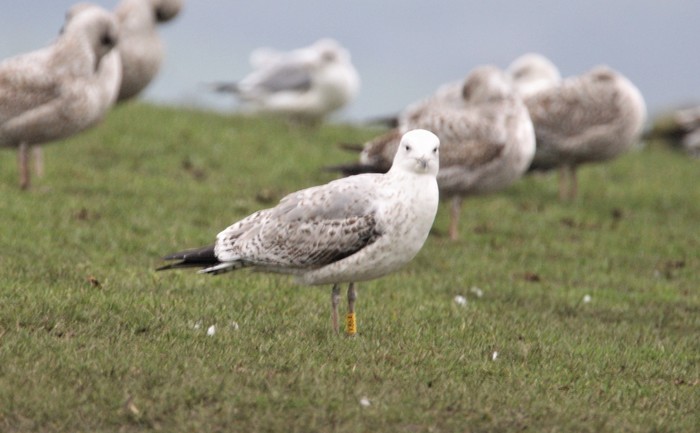 Caspian Gull