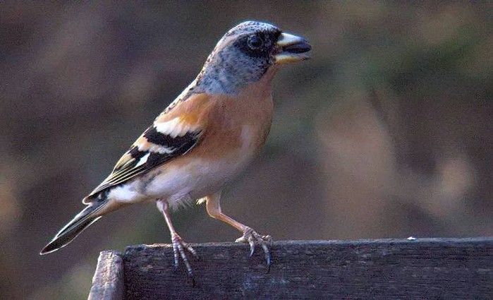 Brambling