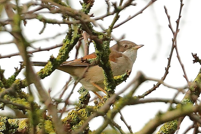 Whitethroat