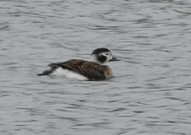 Long-tailed Duck