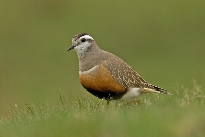 Dotterel