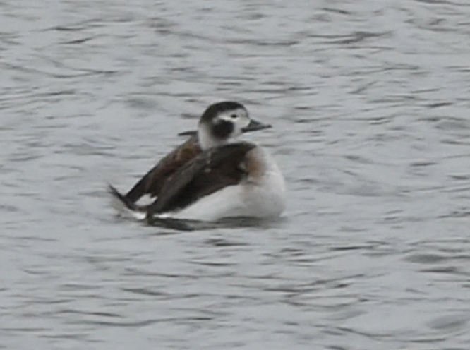 Long-tailed Duck