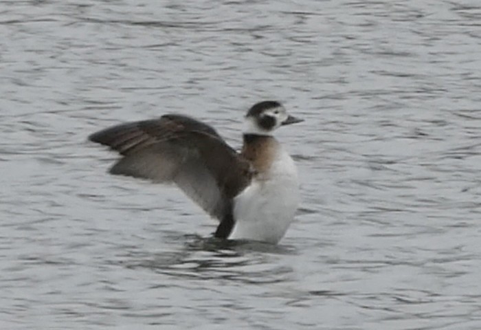 Long-tailed Duck