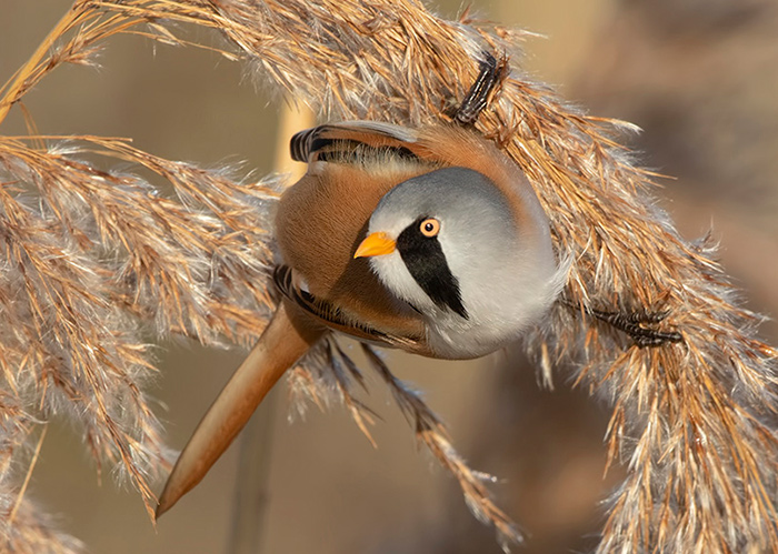 Bearded Tit