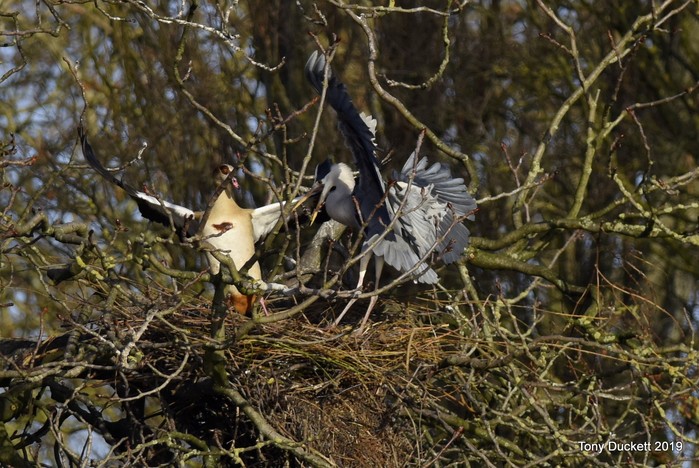 Grey Heron