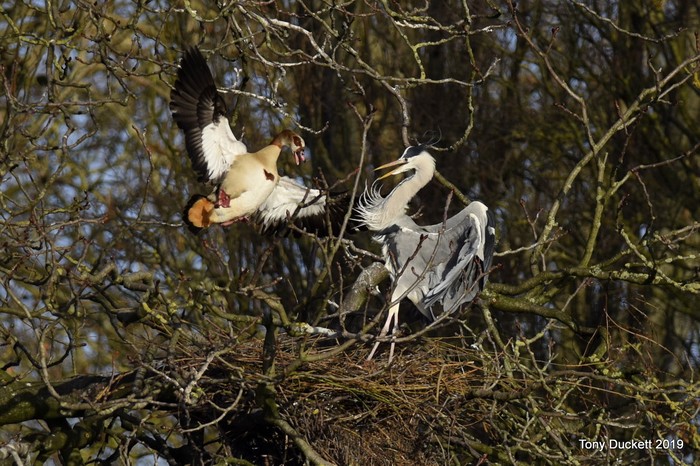 Grey Heron