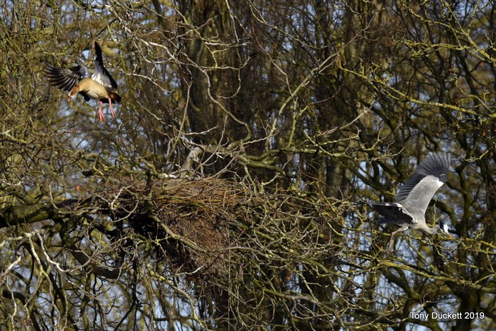 Grey Heron