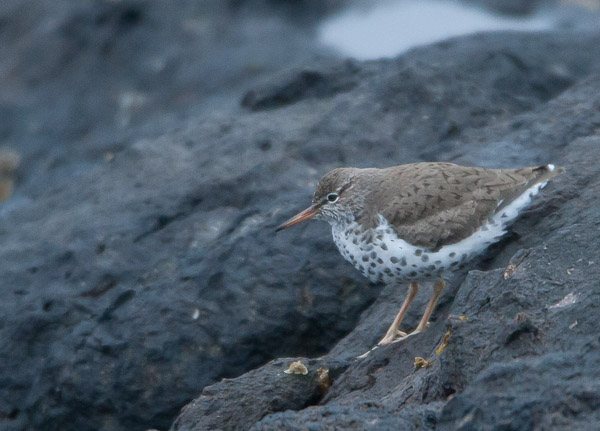 Spotted Sandpiper