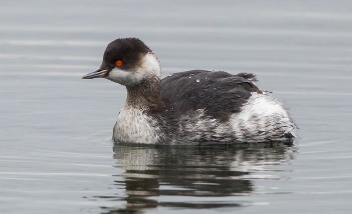 Black-necked Grebe
