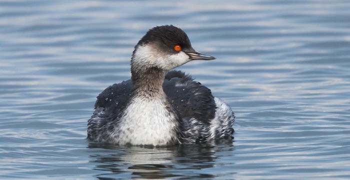 Black-necked Grebe