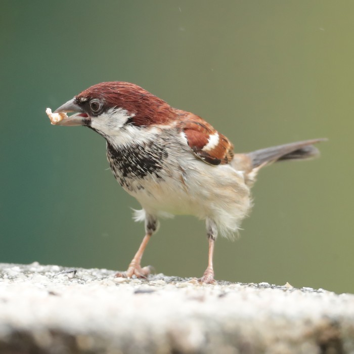 Italian Sparrow