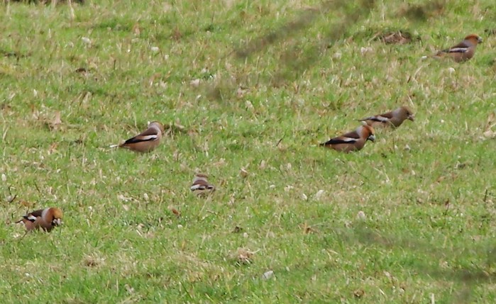 Hawfinch