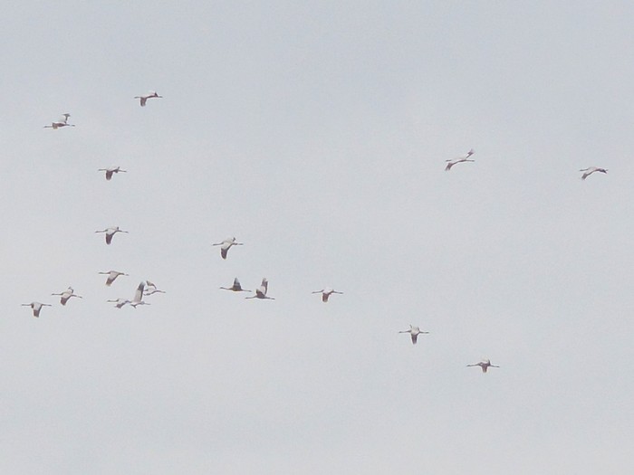 Common Crane