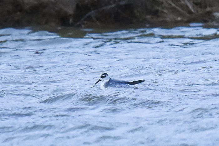 Grey Phalarope