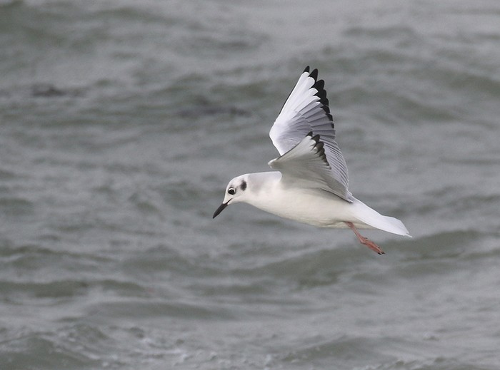 Bonaparte's Gull