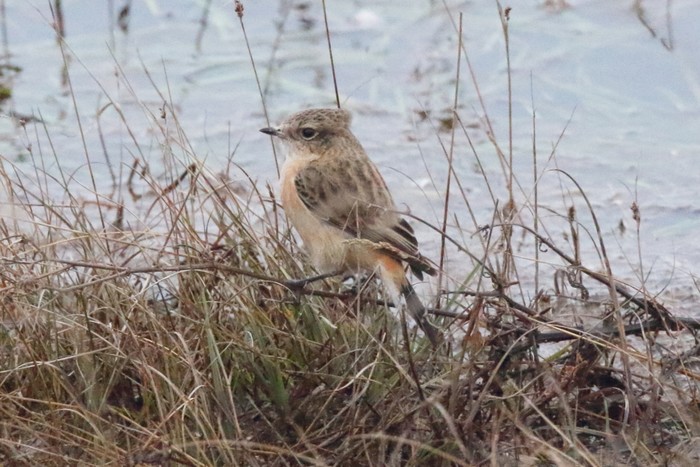 West Siberian Stonechat