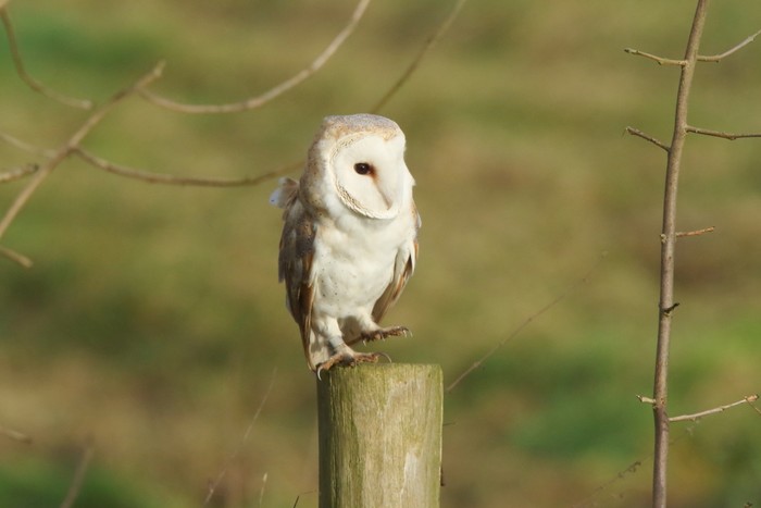 Barn Owl