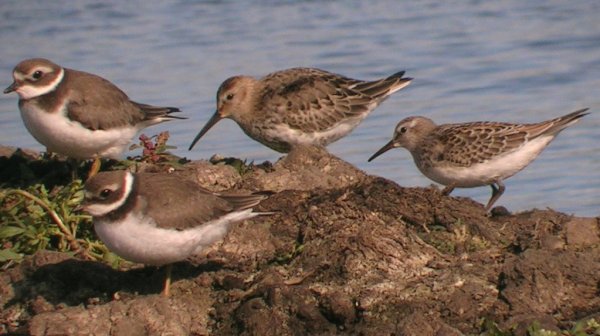 White-rumped Sandpiper