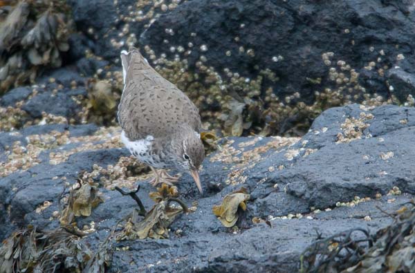 Spotted Sandpiper