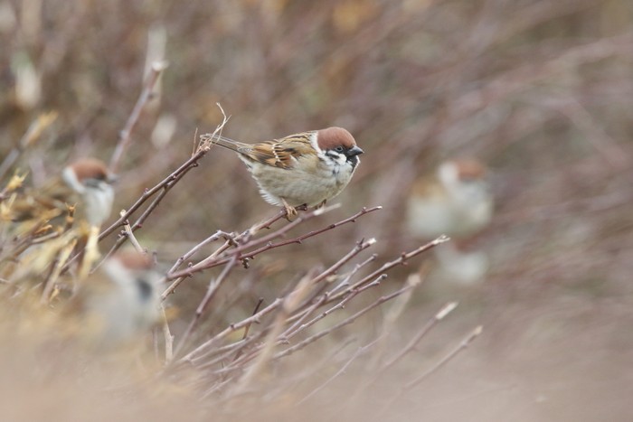 Tree Sparrow