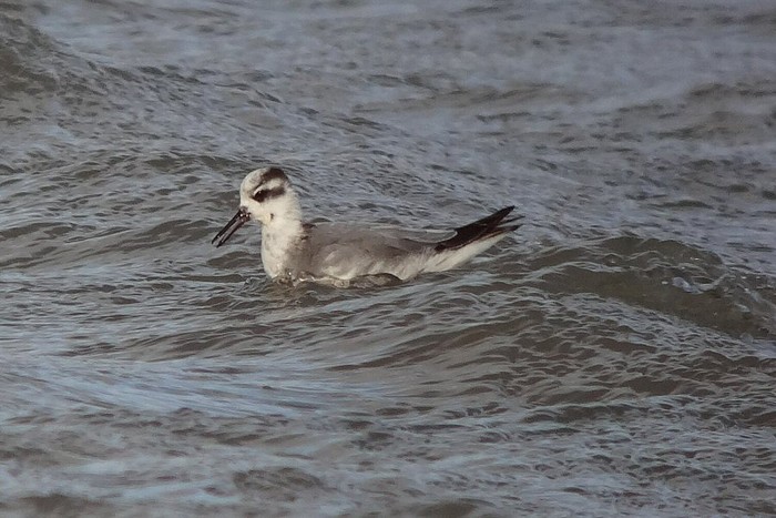 Grey Phalarope