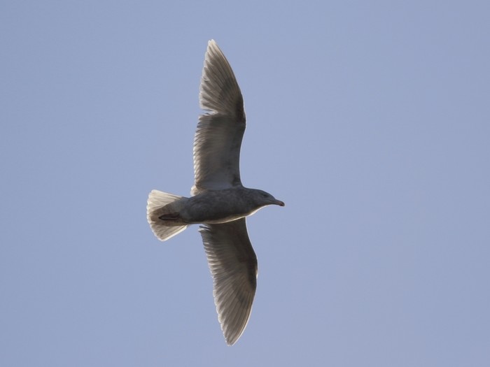 Glaucous Gull