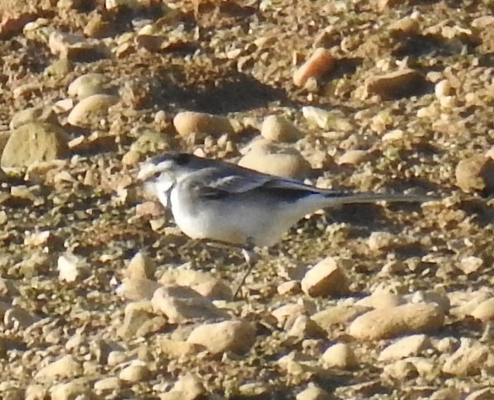 Pied Wagtail