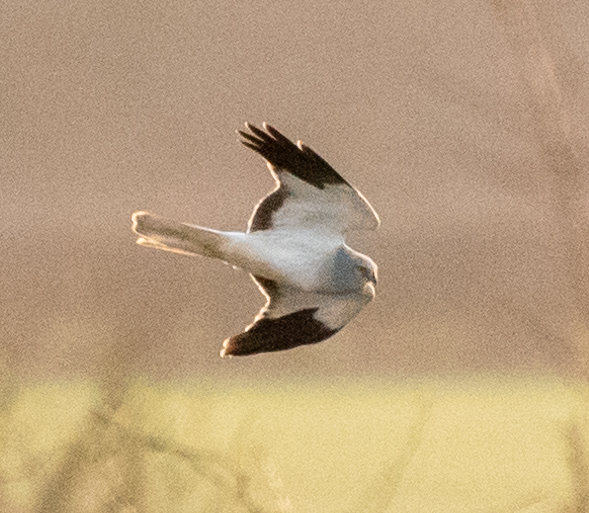 Hen Harrier