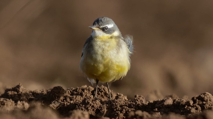 Blue-headed Eastern Yellow Wagtail