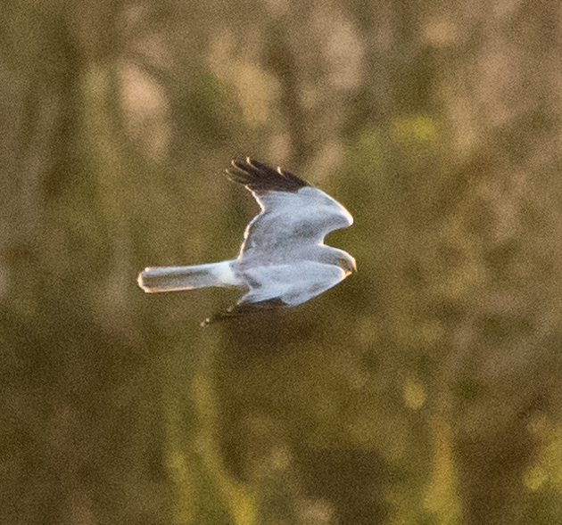 Hen Harrier